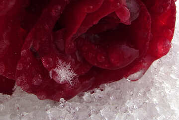 Snowflake on the rose №17000