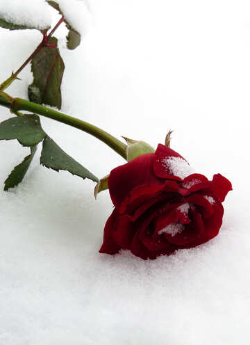 Snow was falling asleep rose №16959