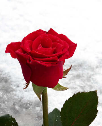 Winter rose №16927