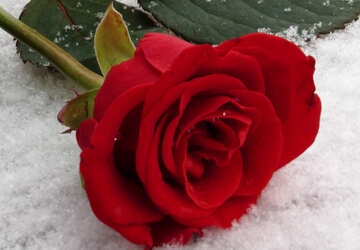 Snow Winter Rose №16935