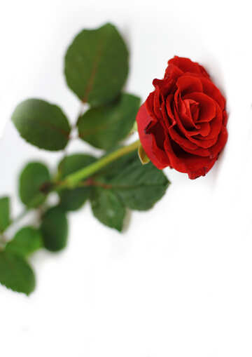 Rosa roja №16895