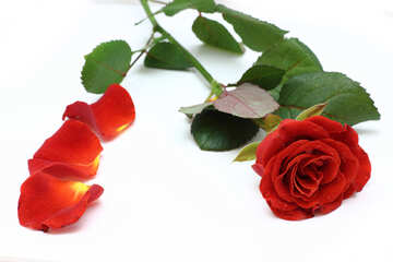 Background to postcards on red rose and rose petals №16842