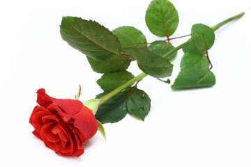 The red rose is №16887