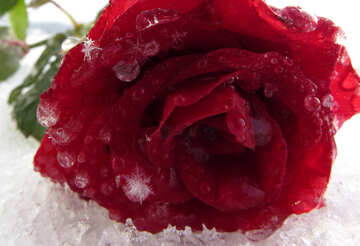 Red Rose №16997
