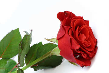 Red rose lying on white №16888