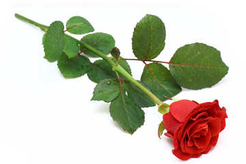 Одна красная роза №16886