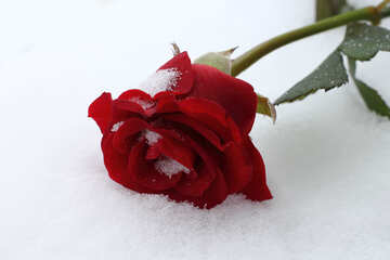 Winter snow red rose №16971