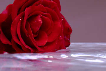 Роза на воде №16911