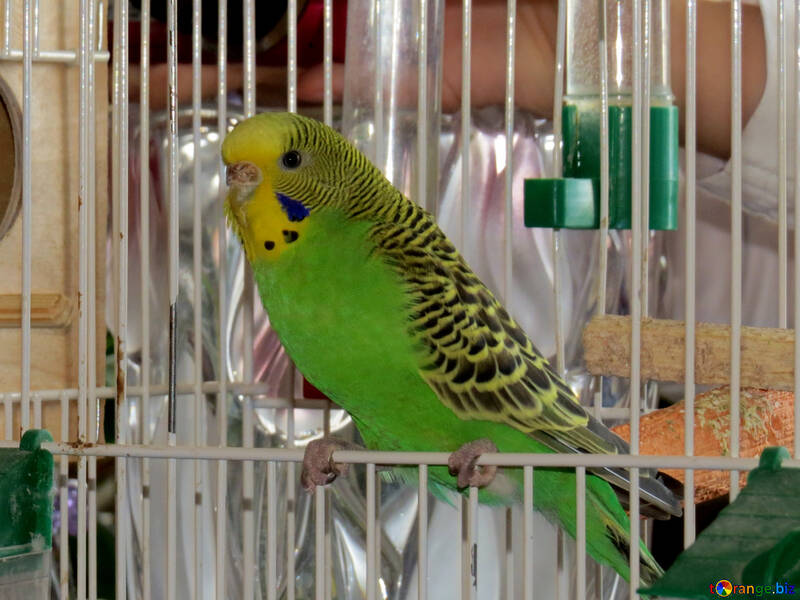 Хвилястий папужка №16709