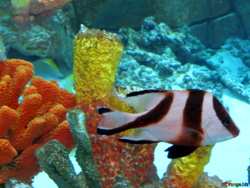 Des poissons dans l`aquarium №16499