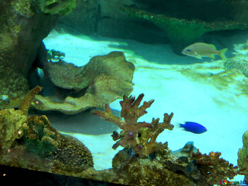 Aquarium mit bunten Fischen №16503