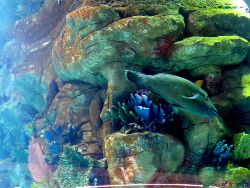 Велика морська риба в акваріумі №16510