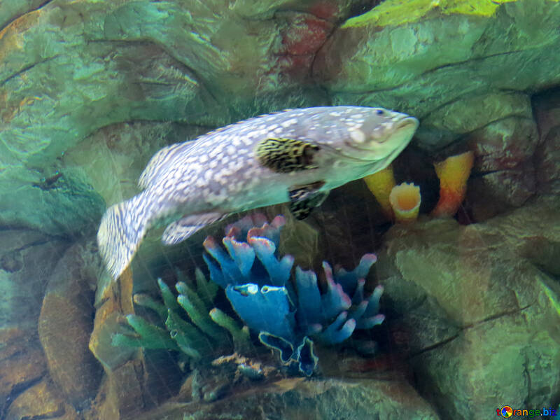 Marine Aquarium №16507