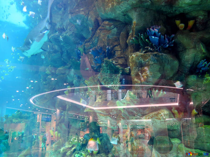 Haifisch im aquarium №16514