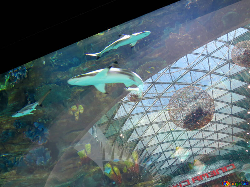 Requins en Aquarium №16498