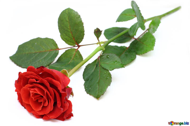 Isolierte rote Blume №16892