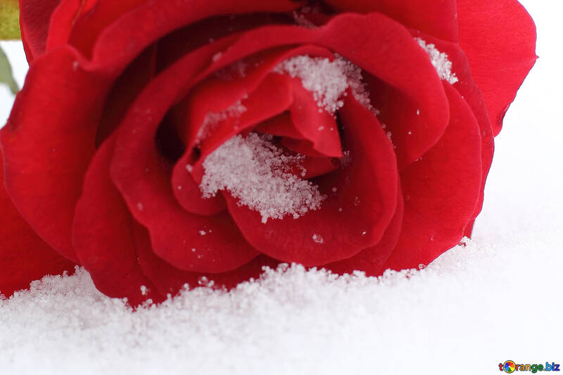 Schöne rote Blume im Schnee №16973