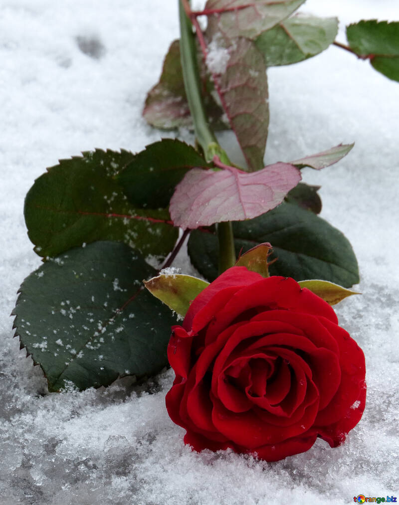 Fleur rouge dans la neige №16926