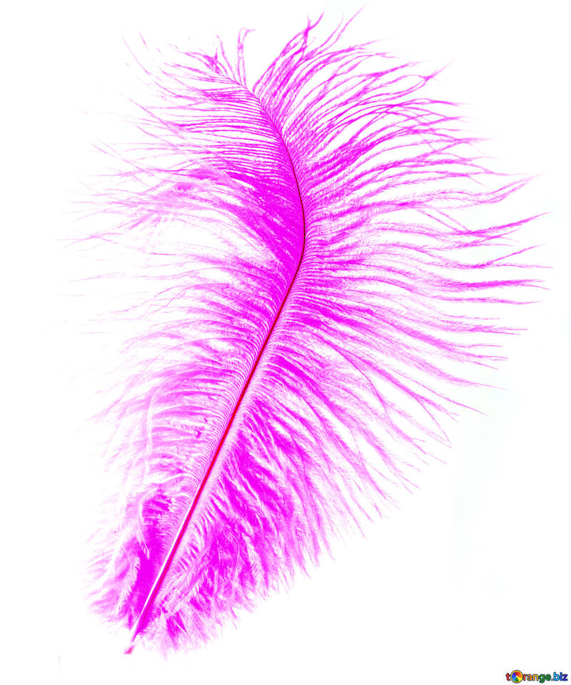 Bright feather №16326