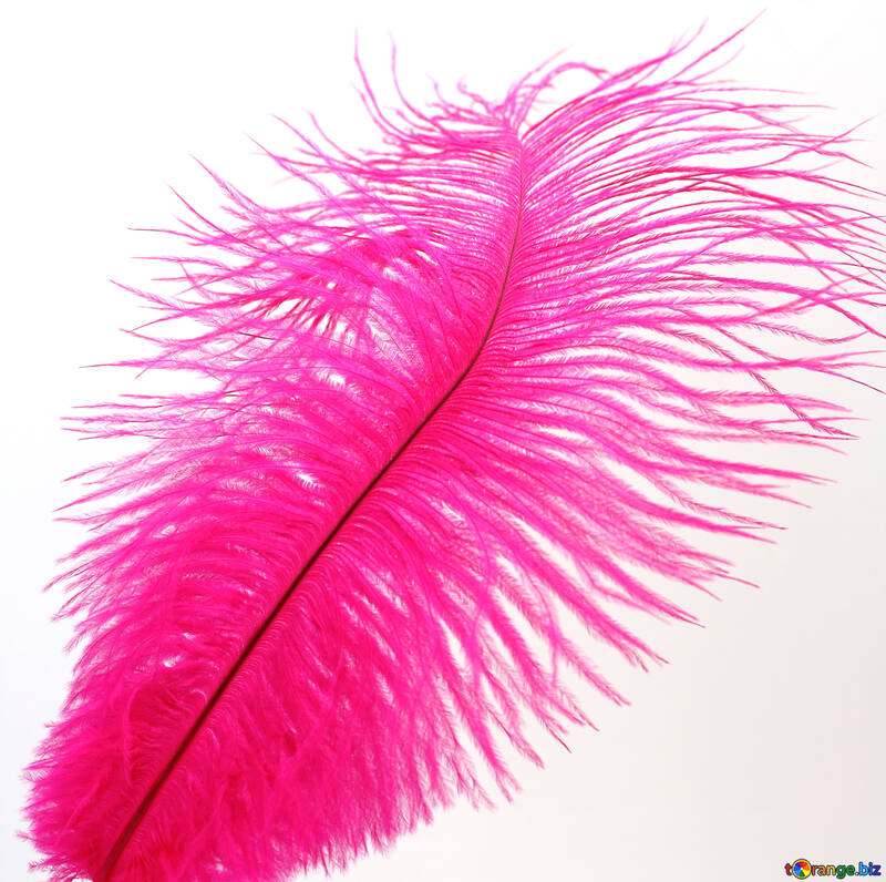 Feather for beauty №16318