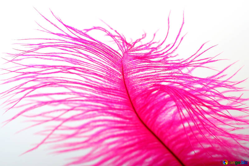 Pink feather №16321
