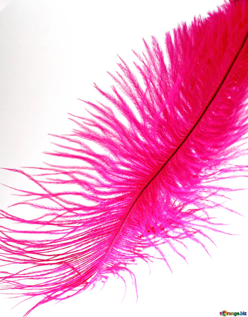 Red Feather  №16317