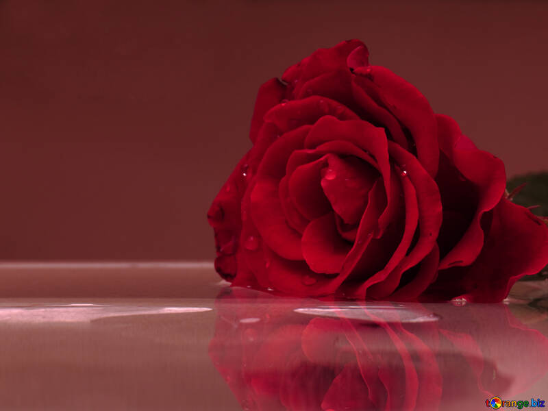 Rose reflection in water №16913
