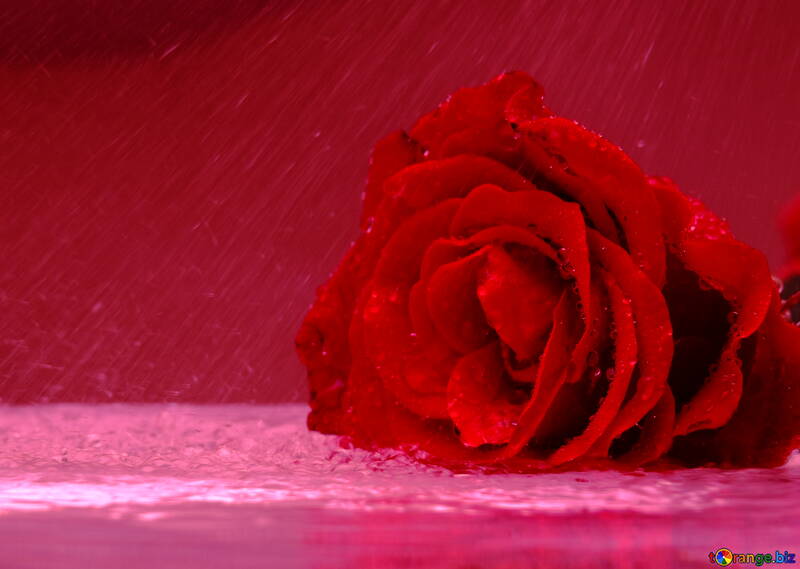 雨の中のバラ №16902