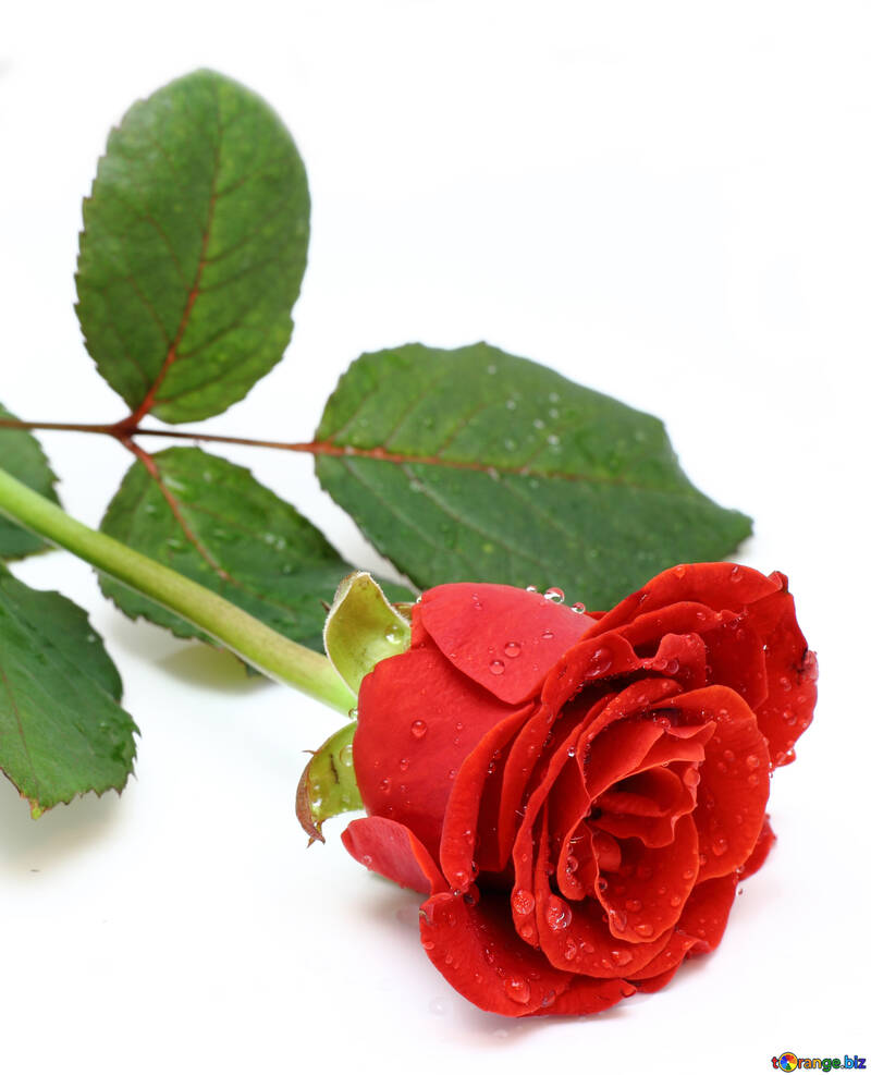 Rosée sur la rose №16872
