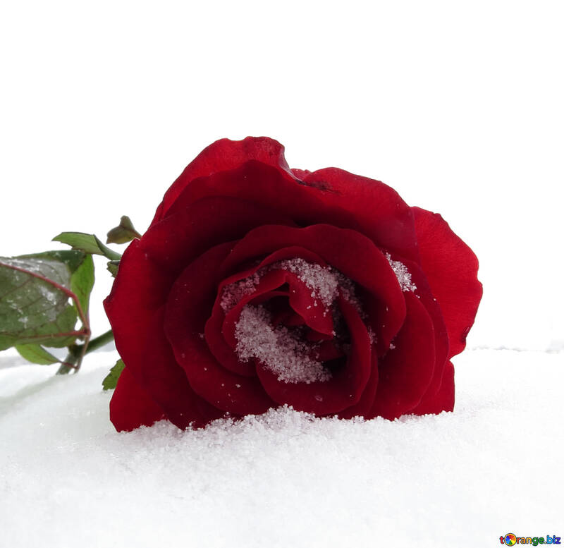 Rose snow background №16961