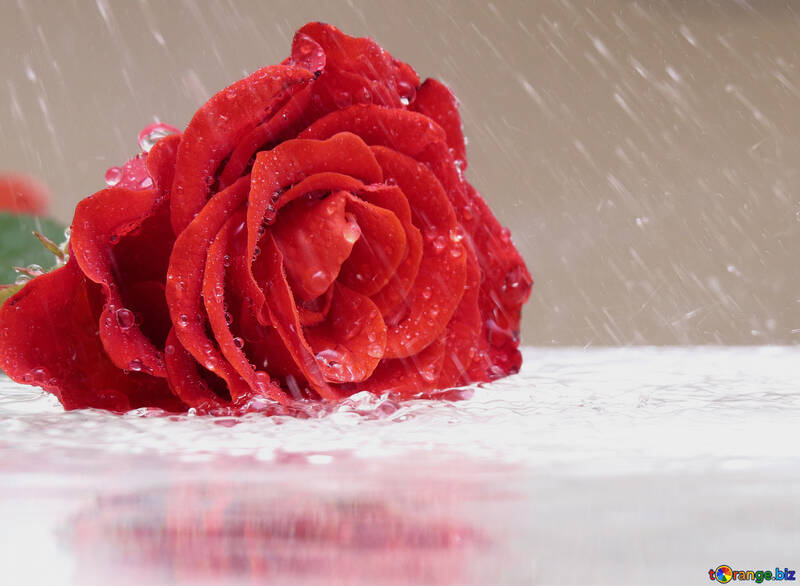 Rose et la pluie №16903
