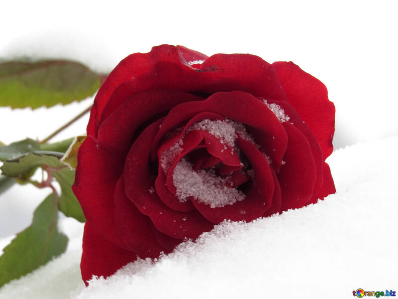 Una rosa sulla neve №16945