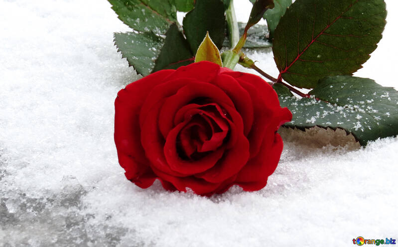 Schnee auf Rose verlässt №16928