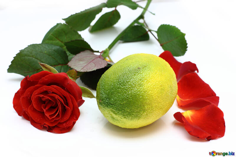 Limón de Rose №16843