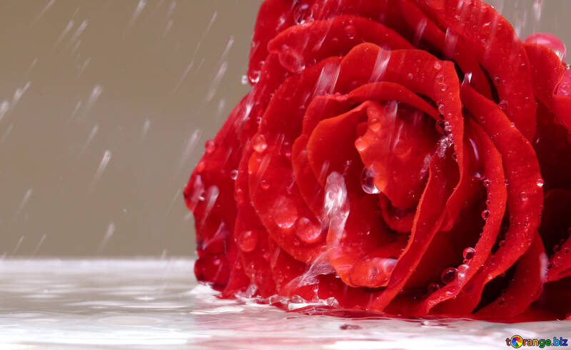 Rose in the rain №16907