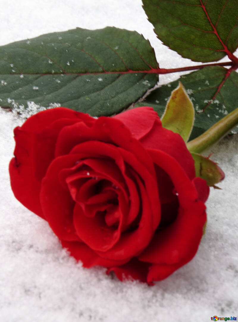 Rose snow №16936