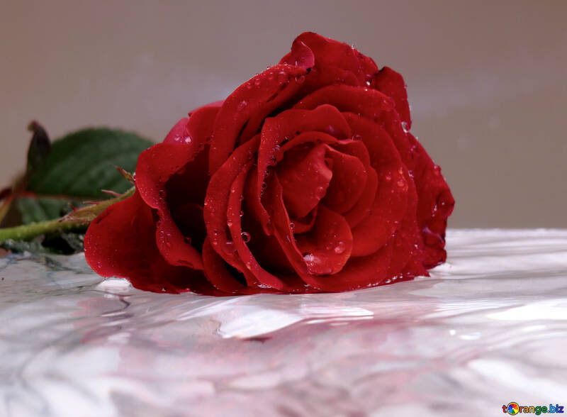 Schwebende Rose №16900