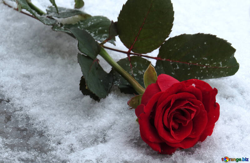 Snow Rose №16925