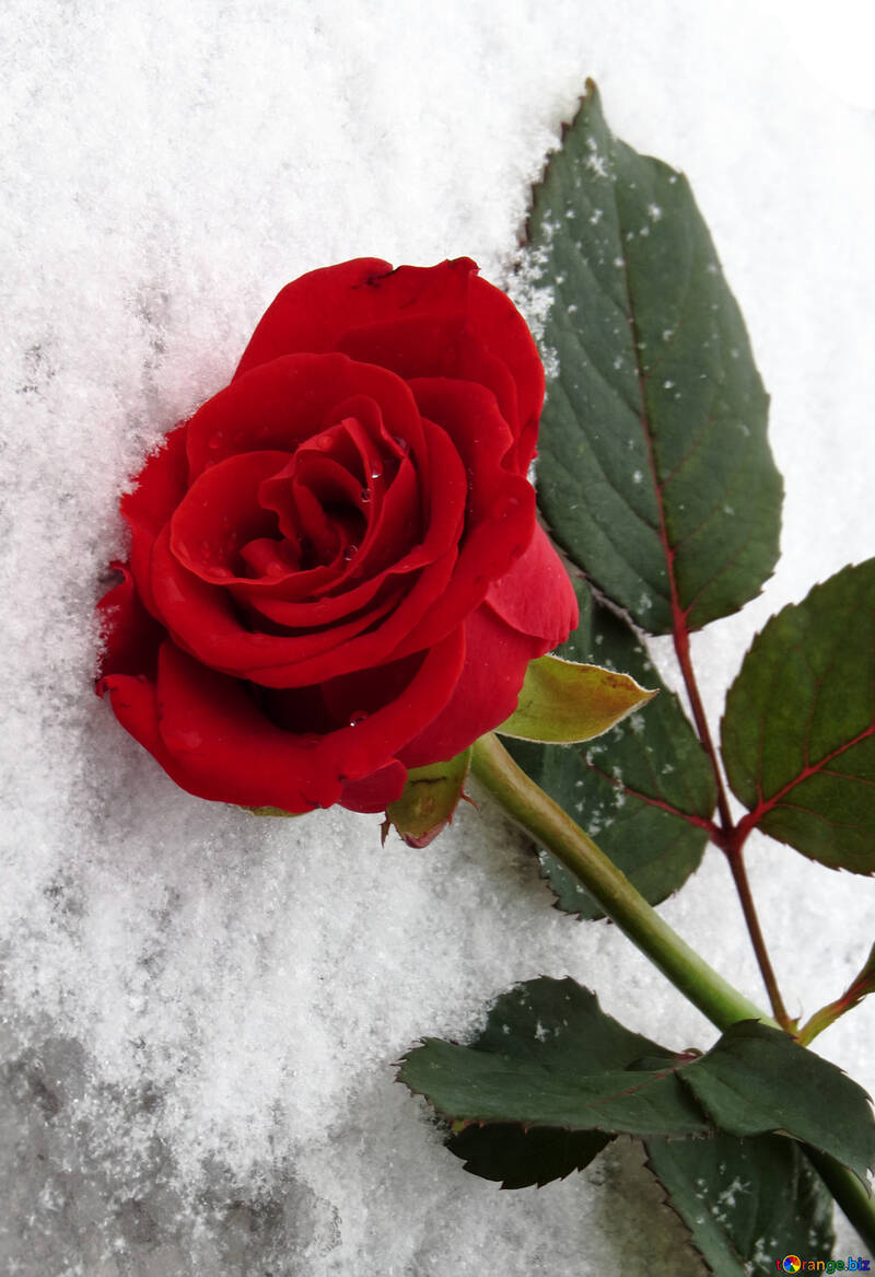 Троянда сніг №16934