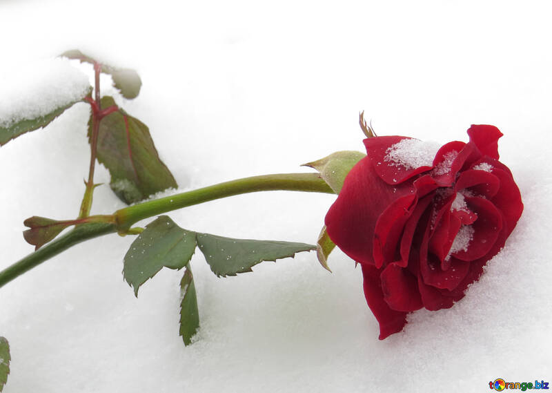 Snow Rose №16942