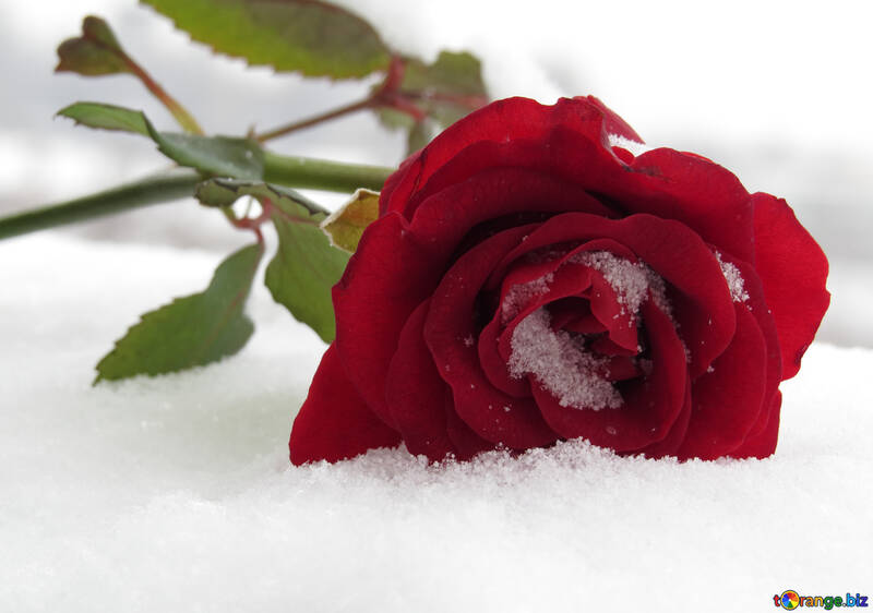 Rose en la nieve №16943