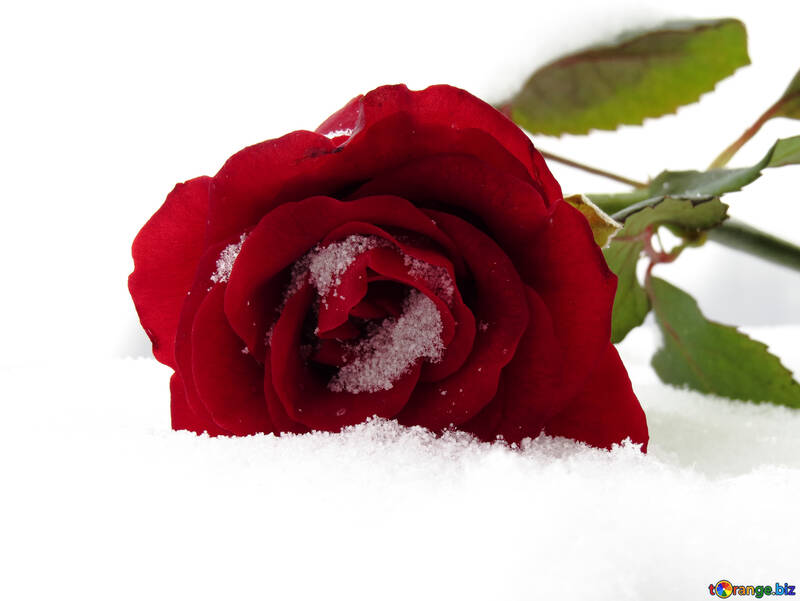Rose dans la neige №16944
