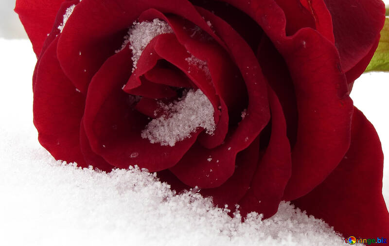 Schnee auf der rose №16947