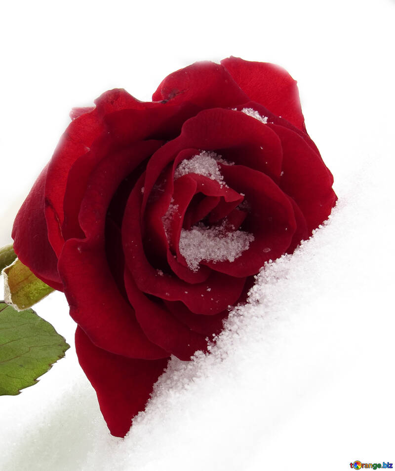 Rose dans la neige №16949
