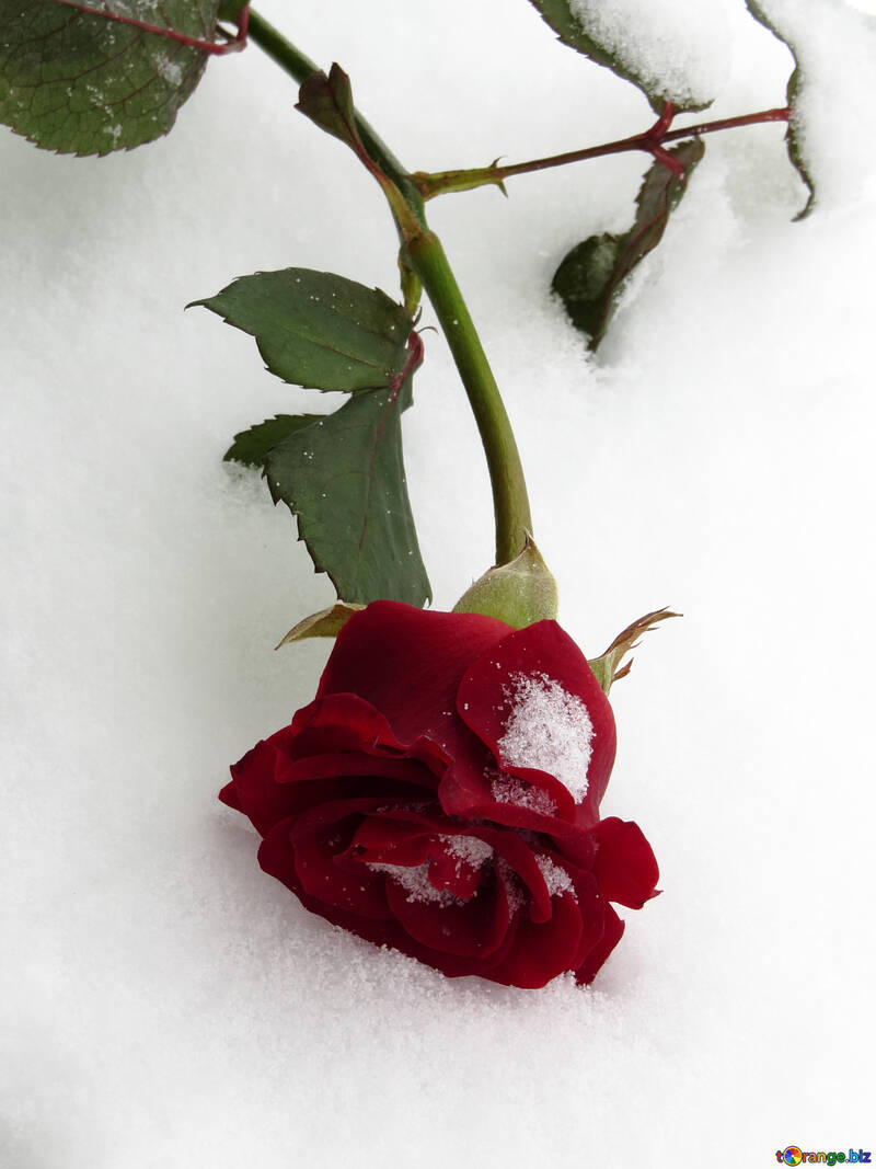 Rose and Snow №16952