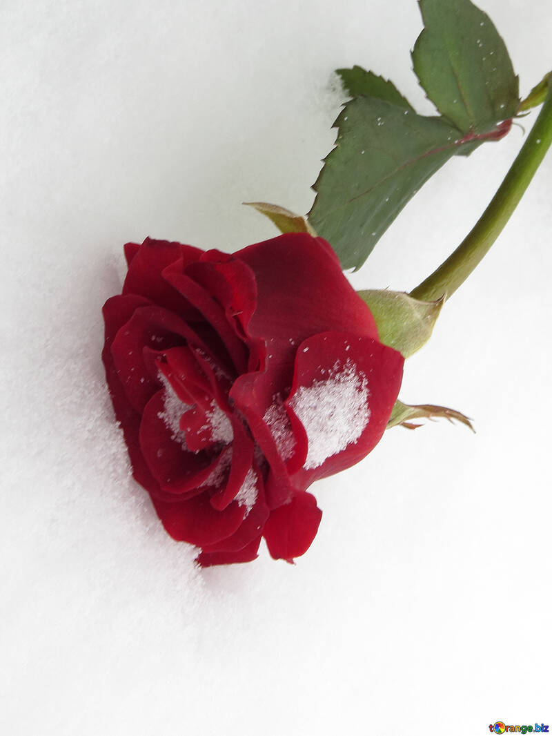 Сніг і троянда №16953