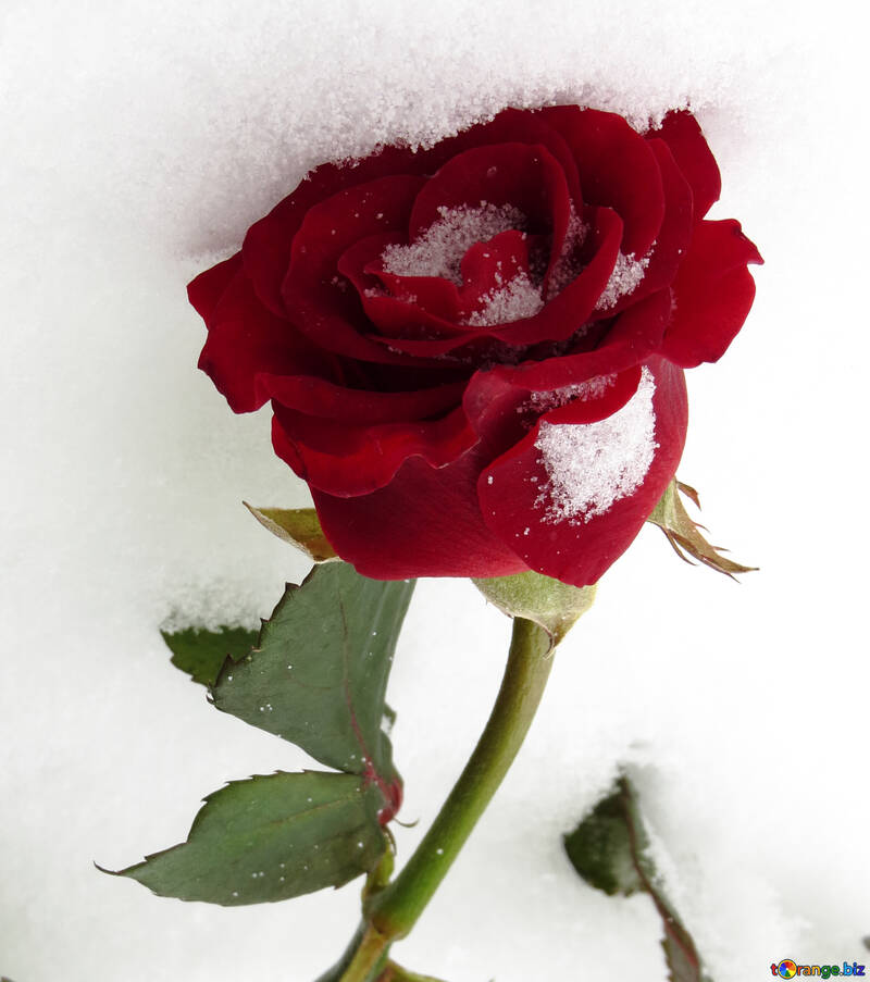 Rose snow №16956