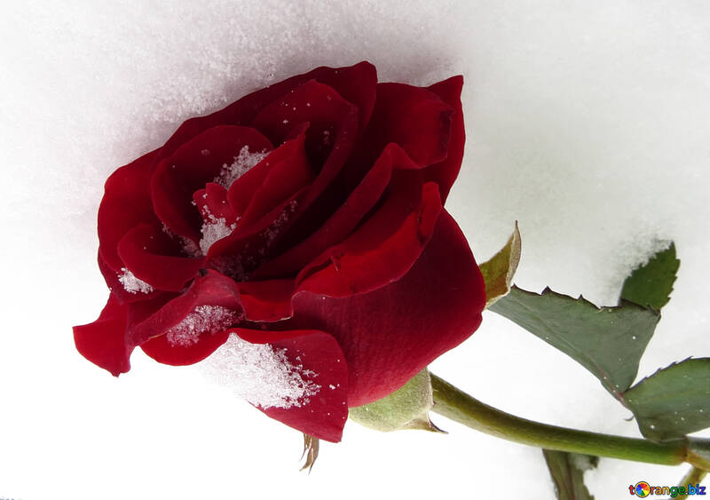 Rose dans la neige №16966