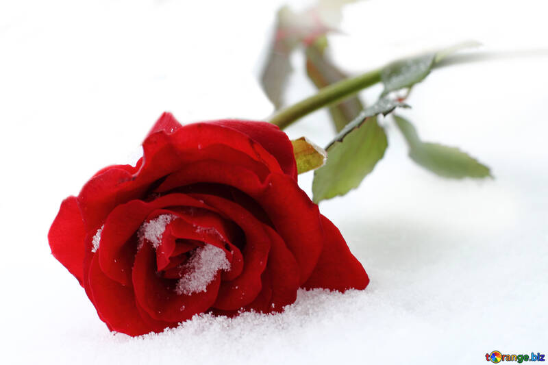 Роза в снігу №16968