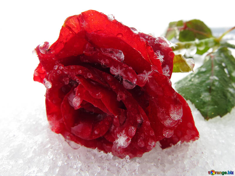 Rose en la nieve №16983